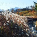 속초 영랑호 습지 생태공원 억새꽃 향연