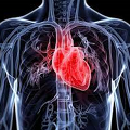 심혈관 질환(cardiovascular disease) 예방법! 내 몸을 지키는 비결은?