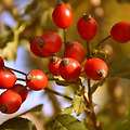 로즈힙(Rosehip): 관절 건강과 피부 미용을 위한 비타민 C의 보고