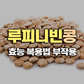 고단백 슈퍼푸드, 루피니빈 콩의 놀라운 효능과 부작용