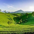 차 한잔의 여정, 차의 수확 과정