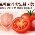 토마토의 항노화 기능, 과학적 근거로 본 생리적 메커니즘