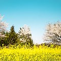유채와 벚꽃을 함께 만나는 곳 가시리 녹산로, 다양한 원두를 만나는 카페 모드락 572