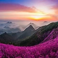 진달래 개화시기 및 축제 정보 공유