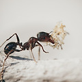개미의 분주한 월동 준비