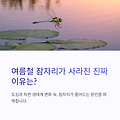 여름철 잠자리가 사라진 진짜 이유는? 요즘 잠자리가 안보이는 이유 총정리 합니다.