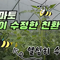 벌이 수정한 친환경 광주 토마토 !!!