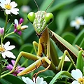 사마귀의 놀라운 비밀 신체 재생과 독특한 피의 성분 사마귀 재생 혈액 특징 생물학