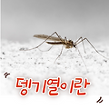 국내에 토착될 수 있다는 댕기열이란??