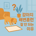 강아지 배변훈련, 안 되는 이유는 따로 있다｜실패 원인과 해결법