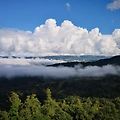 보이차이야기 - 맹고 대설산