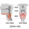 두경부암 증상 및 발병 원인 진단 치료방법