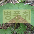 병풍취 - 향긋한 봄의 맛, 병풍취의 모든 것 - 건강 한 알