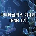 락토바실러스 가세리란? (BNR17, 모유 유산균, 비에날씬)