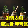 자소엽의 효능과 부작용, 섭취 방법