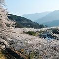 하동 십리벚꽃길, 벚꽃 아래 걷는 로맨틱 여행 🌸