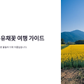 옥천 유채꽃 명소와 축제 일정