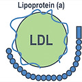Lipoprotein(a), 혹은 Lp(a)란 무엇인가요?