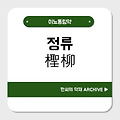 정류(檉柳)