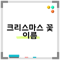 크리스마스 꽃 이름