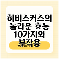 히비스커스의 놀라운 효능 10가지와 부작용