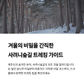 사려니숲길 트레킹 완전 정복, 삼나무 터널부터 설경 명소까지