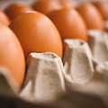 🥚 계란을 신선하게 보관할 수 있는 최적의 온도는? 🥚