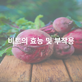 비트의 효능과 부작용