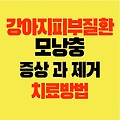 강아지 피부질환 모낭충 증상과 치료 제거 방법