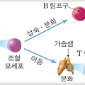 세포의 활성화를 담당하는 인체의 림프구