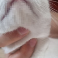 고양이 턱드름 완벽 해결 가쟈냥~