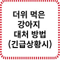 더위 먹은 강아지 대처 방법(긴급상황시)