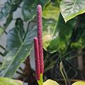 안스리움 풀카텀 Anthurium Furcatum 꽃 수정?