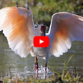 [아름다운 영상] 이런 새를 보신 적이 있나요?... "40년 만에 우리의 품으로 돌아온 따오기"