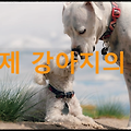 국제 강아지의 날 : 전 세계 모든 강아지를 사랑하고 보호하자는 취지로 제정된 날