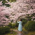 🌸 벚꽃 인생샷 명소! 감성 가득한 사진 촬영 팁 📸