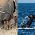 고래, 코끼리 등 대형 포유류가 암 발병률이 낮은 현상 (페토의 역설)