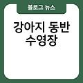 강아지 수영장 강아지실내수영장 용인 강아지동반수영장 수원 호치민