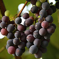 포도씨 추출물(OPC): 피부 탄력과 혈관 건강을 위한 항산화제