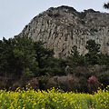 제주 산방산 유채꽃 여행, 황금빛 들판 속으로