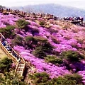 강화 고려산 진달래 축제 및 전국 개화시기 알아보기