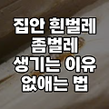 집안 흰벌레 좀벌레 생기는 이유 없애는 법 퇴치법