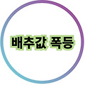 배추값 폭등의 원인과 배추 가격 바로 확인 가능 한 곳