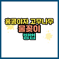 집에서 쉽게 번식하는 홍콩야자 고무나무 금전수 물꽂이 방법 총정리