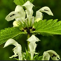 광대수염 (White Dead Nettle Flower) 효능 및 부작용 알고 가세요.