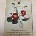 Botanical Inspirationgs - Nasturtium / 보태니컬 인스퍼레이션 - 나스터튬 (한련화)