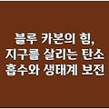 블루 카본의 힘, 지구를 살리는 탄소 흡수와 생태계 보전