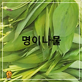 명이나물(산마늘)을 아십니까 - 봄의 향내음 - 건강 한 알
