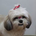 🐾 시츄 강아지와 행복한 반려 생활을 시작하는 꿀팁