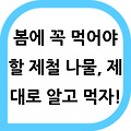 봄의 건강을 깨우는 선물, 봄나물의 모든 것
